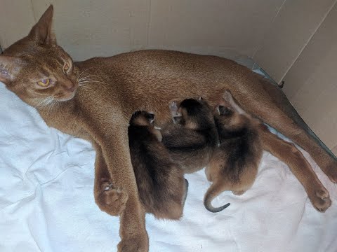 Alice the cat (Abyssinian breed) and her kittens. Today they are 23 days old.