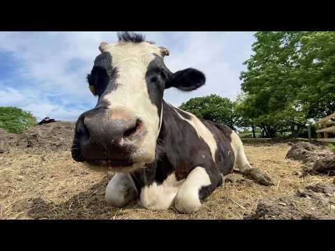 Devon The Cow Chewing The Cud- Hopefield Animal Sanctuary