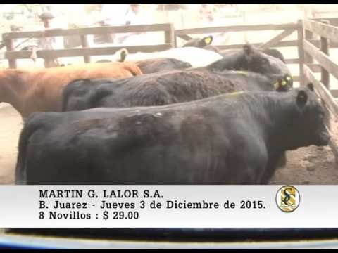 03-12-15 Ventas de Novillos - Martìn G. Lalor S.A. - B. Juarez.
