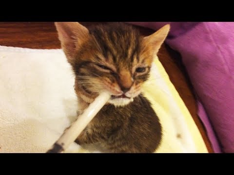 Weaning kittens onto gruel | how we weaned these orphaned kittens