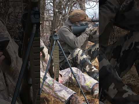 Coyote front and center with FREQ Ultrasonic Game Call