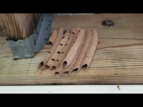 Work of Art By Mud Daubers in Bridgewater, NJ