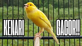 Download lagu Pancingan Kenari GACOR panjang untuk Masteran Kenari PAUD & agar Kenari diam agar bunyi & gacor mp3