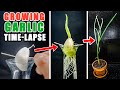 Rooting and Growing Garlic Plant From Clove (42 Days Time Lapse)