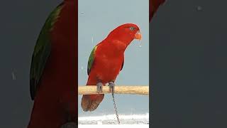 Download lagu Nuri merah oriy suara hutan mp3