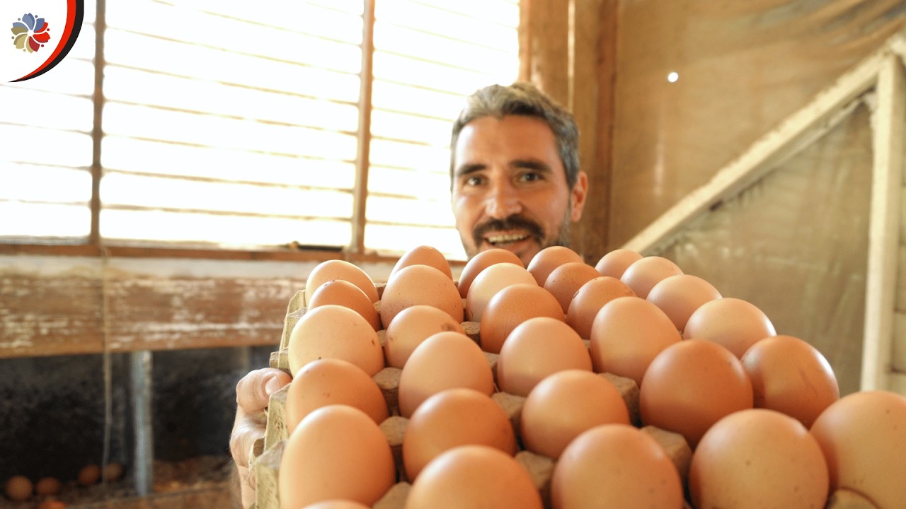 Yo las cuido y ellas nos dan MUCHOS HUEVOS en la MINI GRANJA 👨‍🌾