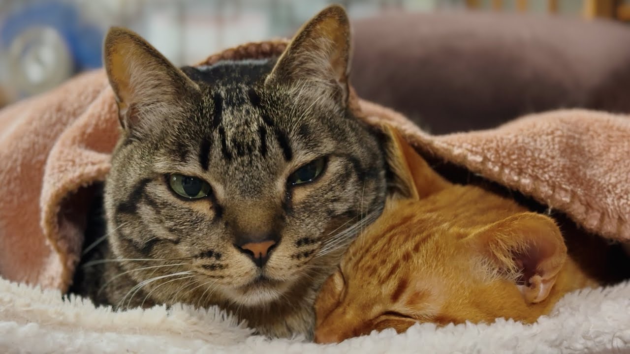 見えないナニカを追いかける猫　A Cat Playing with Something Invisible