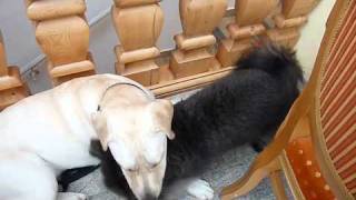 preview picture of video 'Havaneser Krümel und Labrador Hündin Mary beim Kuscheln'