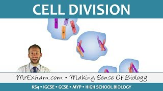 Cell Division - Mitosis and Meiosis - GCSE Biology (9-1)