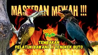 Download lagu Mewah Sekali ‼️ TEMBAKAN KASAR DAN RAPAT PLATUK BAWANG SAMBUNG TENGKEK BUTO mp3 Download lagu Mewah Sekali ‼️ TEMBAKAN KASAR DAN RAPAT PLATUK BAWANG SAMBUNG TENGKEK BUTO mp3