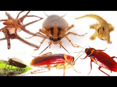 Telapoka - Cockroach, Tiktiki, Ghandi Poka, Tarantula, Foring Mixed Kitpotongo India | Animal Life