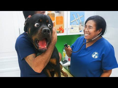 Perros Súper Graciosos en el Veterinario 😂 Los Vídeos de Perros Más Divertidos 2025