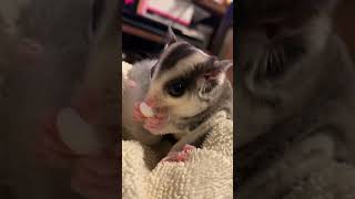 フクロモモンガのおやつタイム
