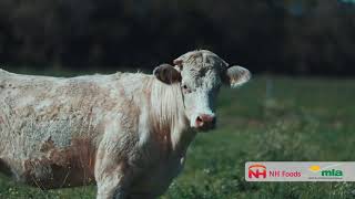 NH Foods Australia – Liver Fluke in Cattle
