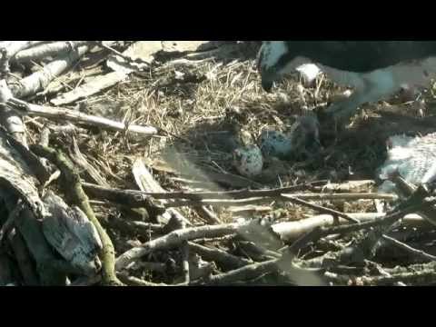 Rutland Ospreys 2013 - 19 May 8.37am - Feeding Chick
