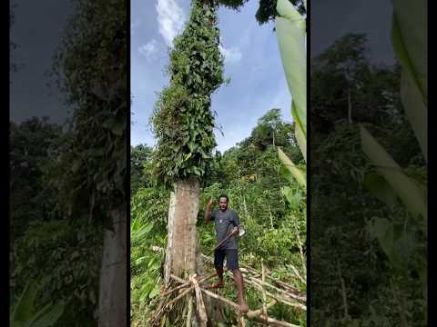 Skill tebang pohon besar, dan saat detik terakhir pojon tumbang 🪓🌲