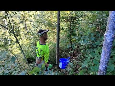 Günter erzeugt durch die Astung einer Douglasie wertvolles Holz