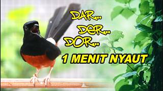 Download lagu 🔴 LIVE 43 - Pancingan Murai Batu Full Isian Tembakan Mewah , Melatih Murai emosi bongkar isian mp3