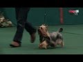 Silky Terrier