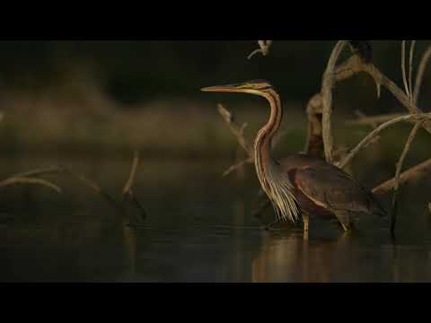 Airone Rosso. Ardea Purpurea