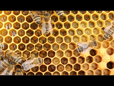 ABC of the apiary, part 5 - expanding the nest in spring