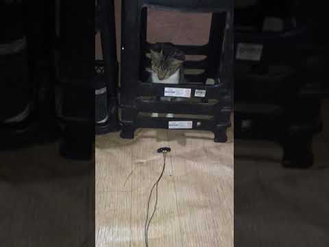 My Cat Kirat playing my ear buds
