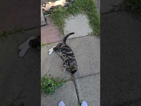 #cat #alphonso #cats #cute #funnycats #cats #play #cat