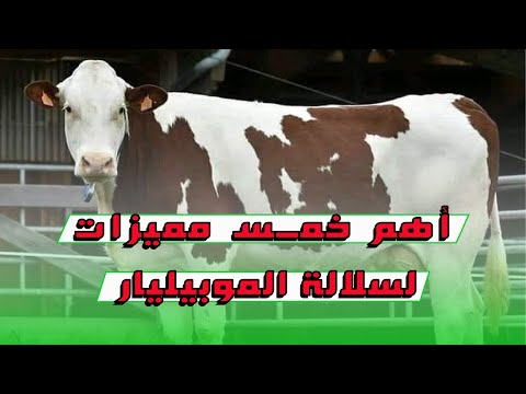 , title : 'أبقار الموبيليار || أهم خمس مميزات سلالة الموبيليار'