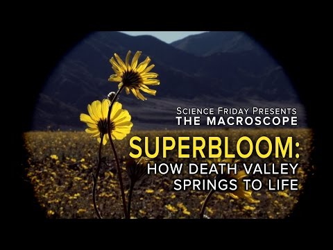 Superbloom: How Death Valley Springs to Life