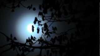 Angelo Branduardi - Notturno (vinyl version, 1975)