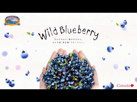 ワイルドブルーベリー 植物