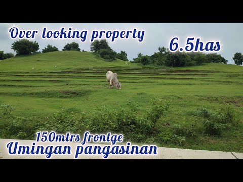 lot#350 overlooking property 120/sqm only. 6.5has 150 mtrs frontge  brgy semented road umingan pang.
