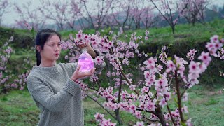 Download lagu How to Make Peach Blossom Wine from the Deep Mountains mp3 Download lagu How to Make Peach Blossom Wine from the Deep Mountains mp3