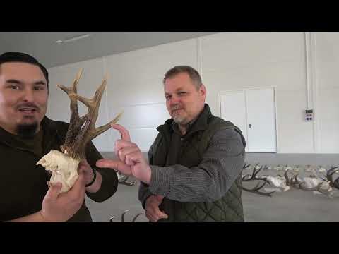 Stażysta 64 - Złotomedalowe trofea na weryfikacji