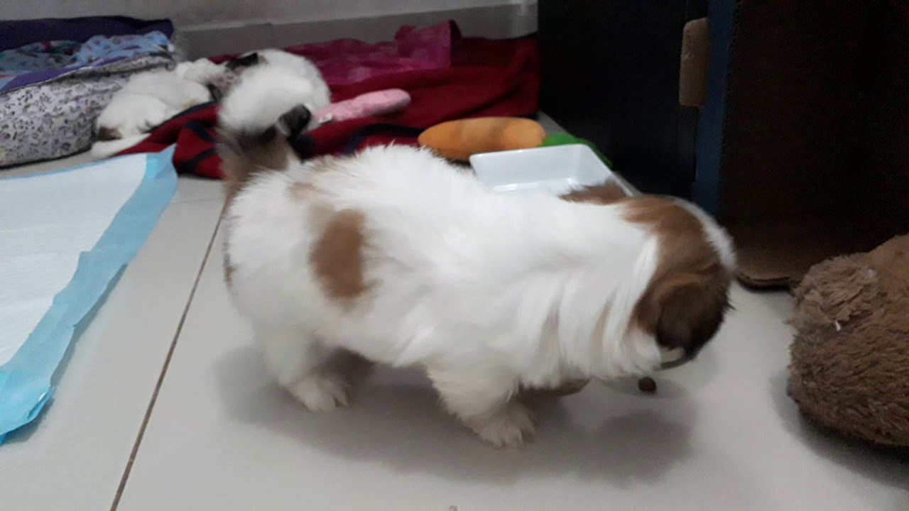 Filhotinho de shih tzu começando a comer ração seca.