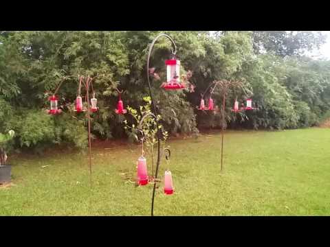 Hummingbird frenzy