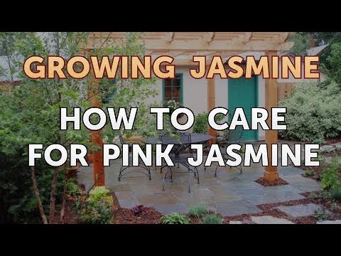 How to Prune a Jasmine Plant