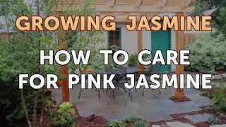 How to Care for Pink Jasmine