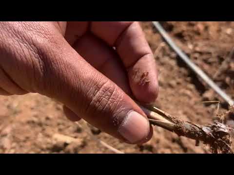 Lemongrass Fragrance Oil