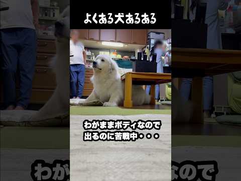 よくある愛犬あるある　#greatpyrenees #犬のいる生活 #大型犬のいる生活 #大型犬と暮らす #大型犬 #グレートピレニーズ #ゴールデンレトリバー #柴犬 #癒し #愛犬