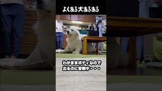 よくある愛犬あるある　#greatpyrenees #犬のいる生活 #大型犬のいる生活 #大型犬と暮らす #大型犬 #グレートピレニーズ #ゴールデンレトリバー #柴犬 #癒し #愛犬