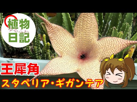 園芸 スタペリア