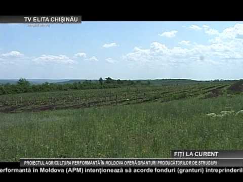 CHISINAU PROIECTUL AGRICULTURA PERFORMANTĂ ÎN MOLDOVA OFERĂ GRANTURI PRODUCĂTORILOR DE STRUGURI 08 0