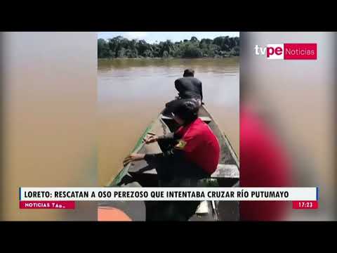 Loreto: rescatan a oso perezoso que intentaba cruzar el río Putumayo