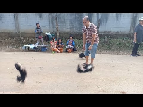 Очаровательные чихуахуа - акробаты