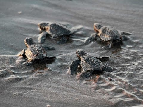 AMAZING FOOTAGE of Baby Turtle Hatch, Run Towards Ocean