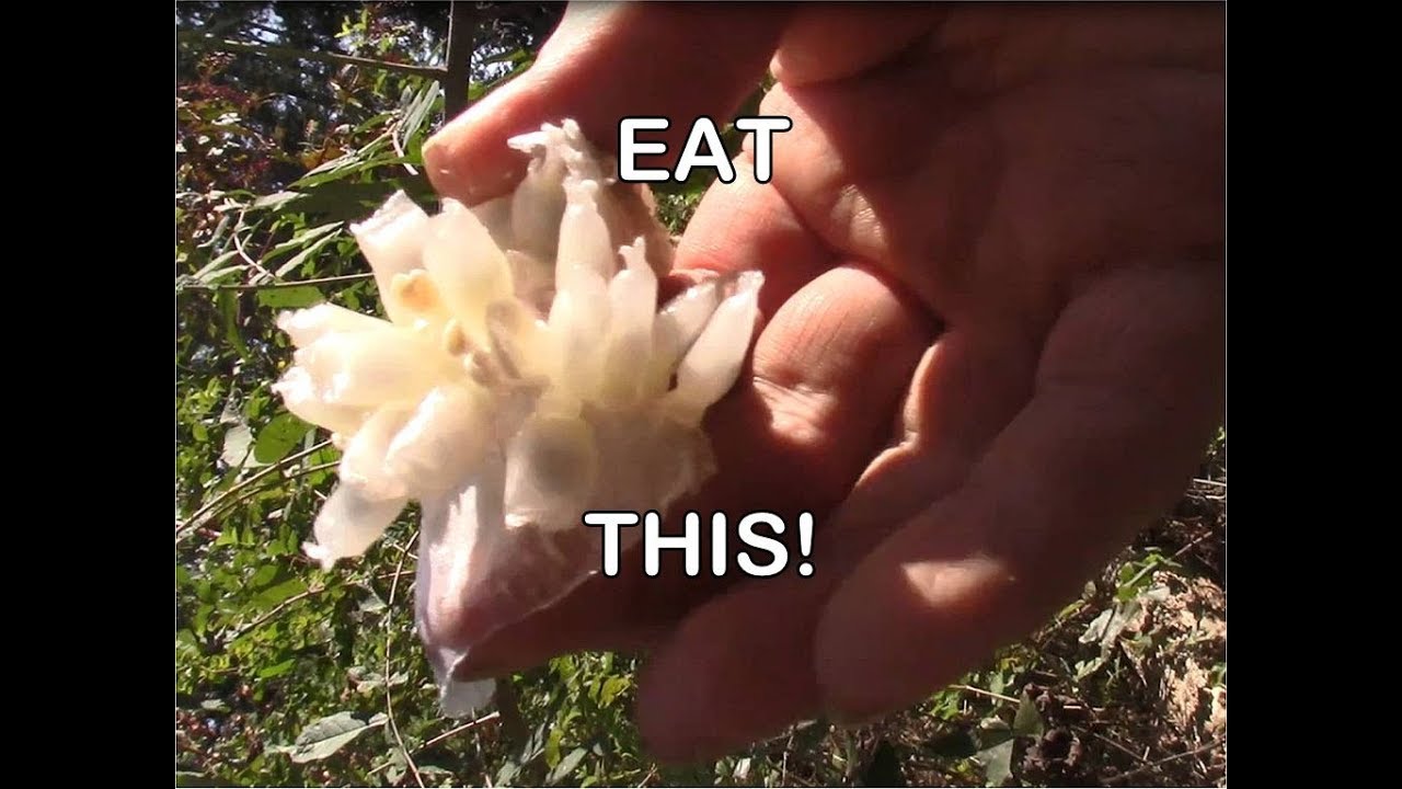 Eat Wild Passion Fruit - May Pops - YouTube