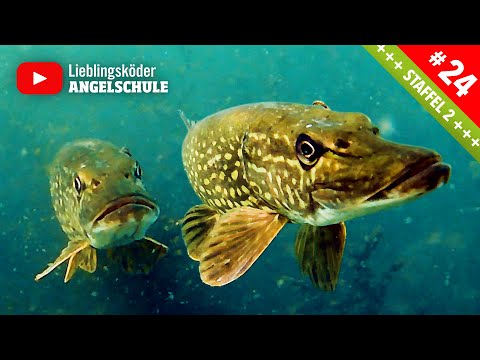 Hechtangeln im Mai 🎣🔥🐟