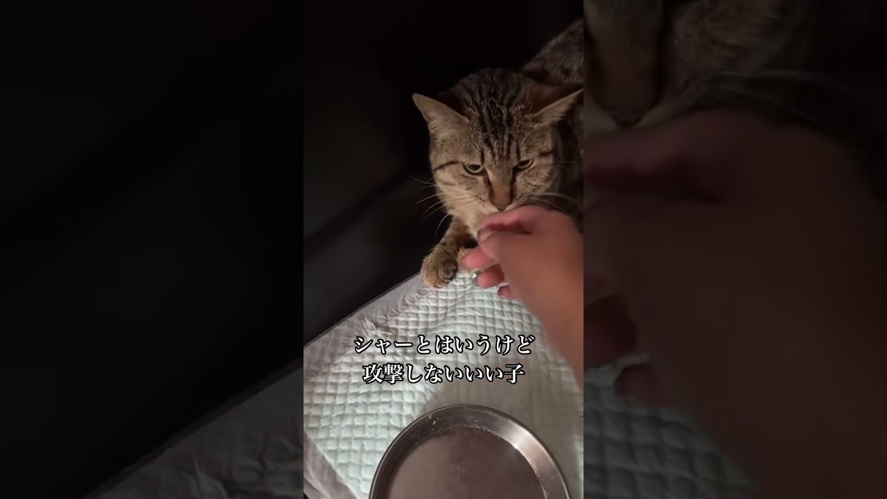 罠にかかった野良猫をレスキューしてみた結果