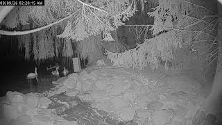 Rusty Oak Nursery Swan Cam | Medina, OH live webcam